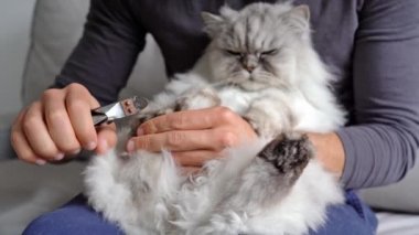 Sakin, gri İran kedi pençelerini tırnak makası ya da tırnak makasıyla kesen adam. Hayvan bakımı. Evde kedi pençeleri var.