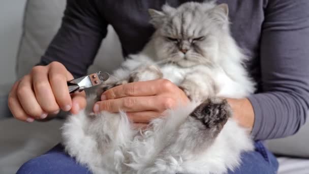 Muž řeže klidné šedé perské kočičí drápy nůžkami na nehty nebo nůžkami na drápy. Domácí mazlíčci. Kočičí drápy péče doma — Stock video