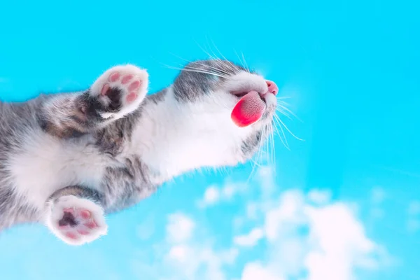 Vista inferior de un lindo gato tabby divertido lamiendo vidrio de ventana invisible sobre un fondo de cielo azul. Fondo de pantalla divertida mascota o idea de postal. Gato patas con almohadas de color rosa y negro — Foto de Stock
