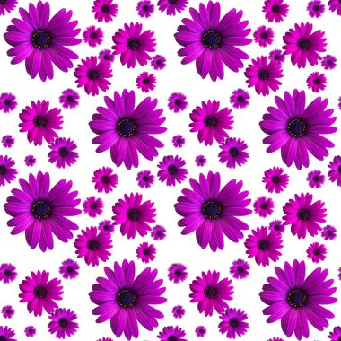 Güzel menekşe ya da mor çiçek başları beyaz arka planda pürüzsüz desen. Çiçeklerin üst görüntüsü. Pankart. Afrika papatyası