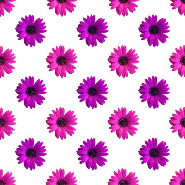 Güzel menekşe ve pembe papatya çiçekleri beyaz arka planda pürüzsüz desenler oluşturuyor. Çiçeklerin üst görünümü