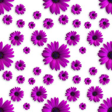 Güzel menekşe ya da mor çiçek başları beyaz arka planda pürüzsüz desen. Çiçeklerin üst görüntüsü. Pankart