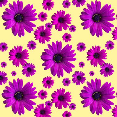 Güzel menekşe ya da mor çiçek başları sarı arka planda pürüzsüz desen. Çiçeklerin üst görüntüsü. Pankart