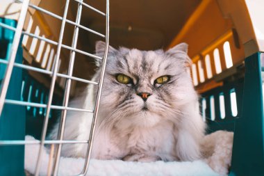 Güzel gri İran kedisi yeşil gözlü plastik hayvan taşıyıcısının içinde ya da seyahat kutusunda ya da kafesinde yatıyor. Hayvan taşımacılığı.