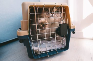 Güzel Pers huysuz kedisi kafesten çıkmaya çalışıyor, plastik hayvan taşıyıcısı ya da seyahat kutusu. Hayvan taşımacılığı