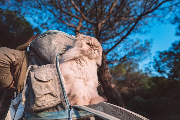 Beautiful grey persian cat sitting in backpack carrier. Walking with cat. Traveling with pet