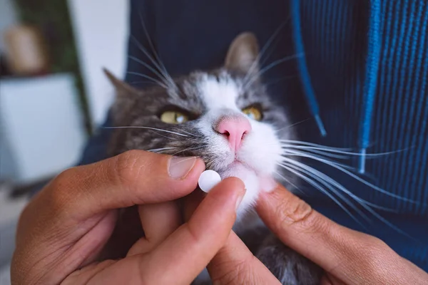 Owner giving a pill to sick cat. Pills for pets. Medicines and vitamins for animals. Anthelmintic for pets