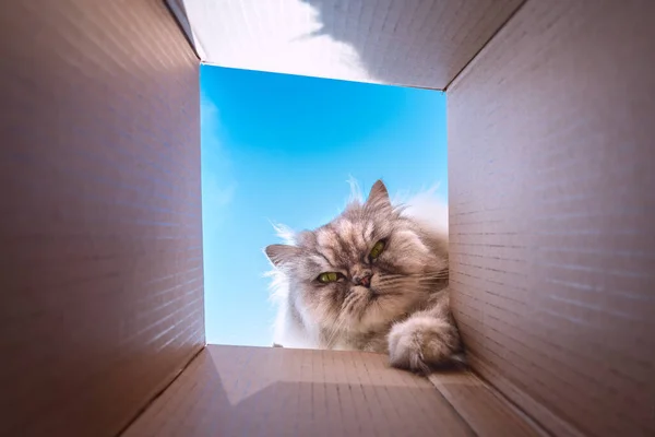 Смешная игривая ворчливая кошка заглядывает в картонную коробку. Любопытный кот проверяет коробку — стоковое фото