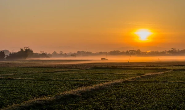 Colorful sunrise over fields with fog and crop.