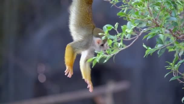 Mono Ardilla Lindo Balancea Cuelga Boca Abajo Por Rama Árbol — Vídeo de stock