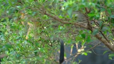 Sincap maymun ağacın dalını ters tutuyor ve yiyecek bir şeyler arıyor..