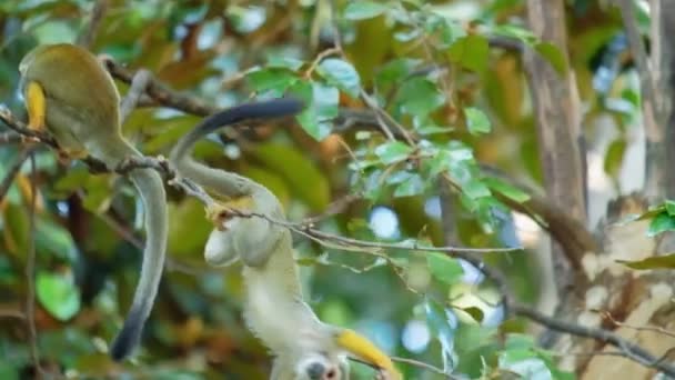 Singe Écureuil Tient Branche Arbre Envers Cherche Quelque Chose Manger — Video