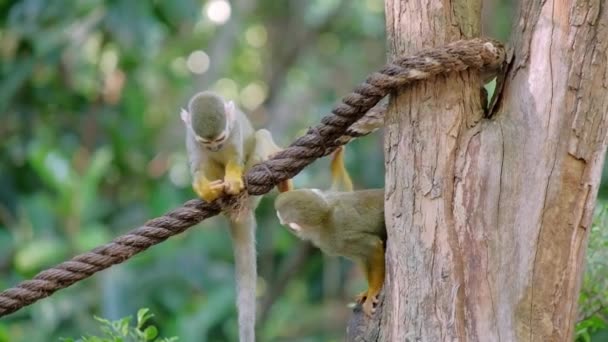 Білка Мавпа Тримає Гілку Дерева Догори Ногами Шукає Щось Попоїсти — стокове відео