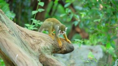 Sincap maymun ağacın dalını ters tutuyor ve yiyecek bir şeyler arıyor..