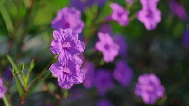 Vackra Blommande Mexikanska Blåklockor Brisen Morgonsolen — Stockvideo