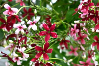 (Quisqualis indica L.) (Sarhoş denizci / Rangoon sürüngeni.) Kırmızı çiçek, yağmurdan sonra çiçeğe bağlanmış su damlacıklarıyla.