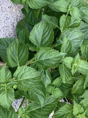 Sarı güneşli bir ormanın arka planında yeşil bir nane bitkisinin dalı