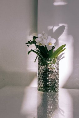 Çiçek açan beyaz orkide odadaki dekor olarak