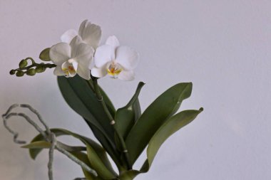Çiçek açan beyaz orkide odadaki dekor olarak