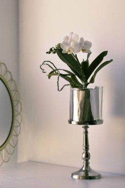 Çiçek açan beyaz orkide odadaki dekor olarak