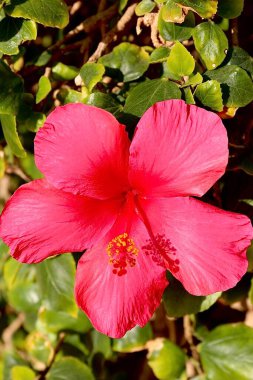 Gökyüzünün arka planında tropikal bir iklimde palmiye dalları ve pembe çiçekler