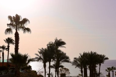 Arka planda palmiyeler olan tropik gündoğumu mavi deniz