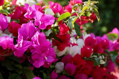 Kırmızı beyaz ve pembe çiçeklerin dalları gökyüzünün arka planına karşı tropikal bir iklimde