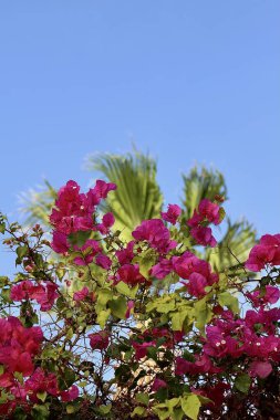 Gökyüzünün arka planında tropikal bir iklimde palmiye dalları ve pembe çiçekler