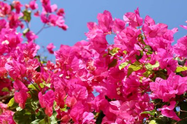 Gökyüzünün arka planına karşı tropikal bir iklimde pembe çiçeklerin dalları