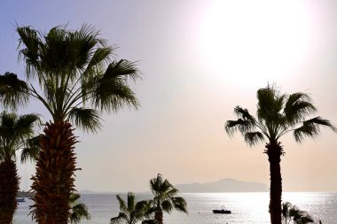 Arka planda palmiyeler olan tropik gündoğumu mavi deniz