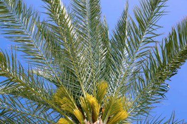 Tropikal bir iklimde, gökyüzünün arka planında palmiye dalları