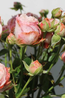 Güzel bir buket çiçek beyaz ahşap arka planda pembe güller