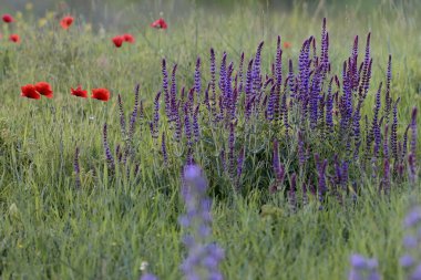 Bir yaz akşamı, gün batımında, doğadaki bir tarlada çok renkli güzel çiçekler.