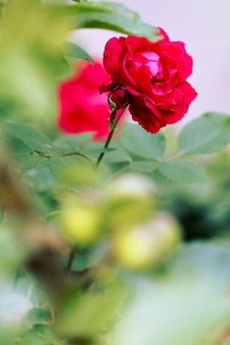 Yaz bahçesinde parlak kırmızı pembe güller