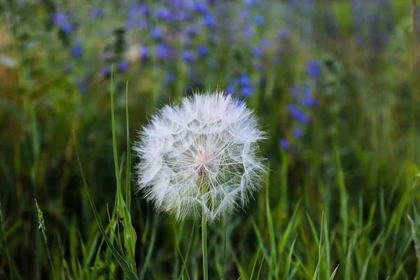 Природная Природа Красивые Дикие Цветы Одуванчик Поле Природе Летний Вечер — стоковое фото
