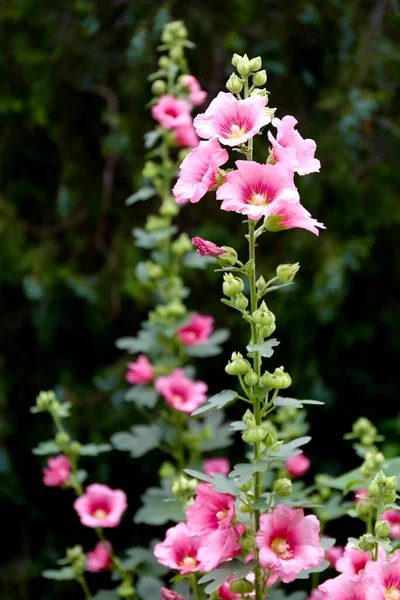 Flores Cor Rosa Jardim Verão — Fotografia de Stock