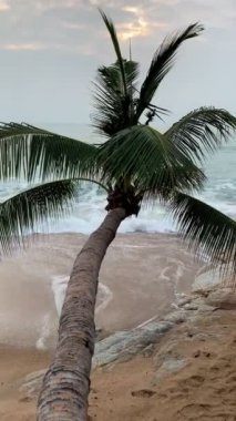 Tayland 'da palmiye ağaçlı deniz plajı