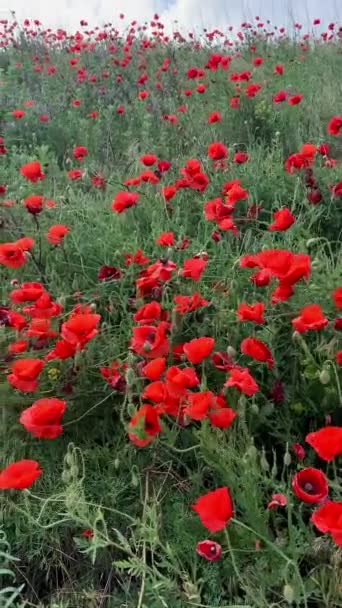 Hermoso Video Campo Con Amapolas Rojas Día Verano — Vídeo de stock