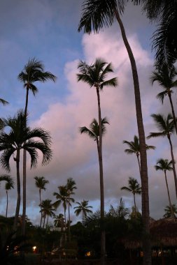 Hurma ağaçlarının yaprakları ve dalları, gün ışığının ve masmavi göğün arka tarafındadır.
