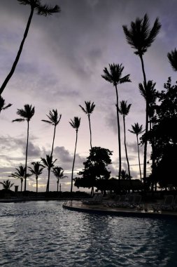 Hurma ağaçlarının yaprakları ve dalları, gün ışığının ve masmavi göğün arka tarafındadır.