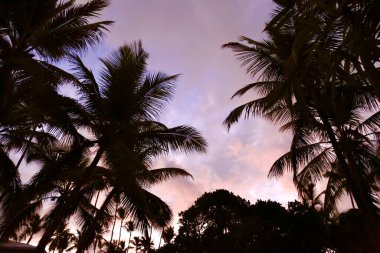Hurma ağaçlarının yaprakları ve dalları, gün ışığının ve masmavi göğün arka tarafındadır.