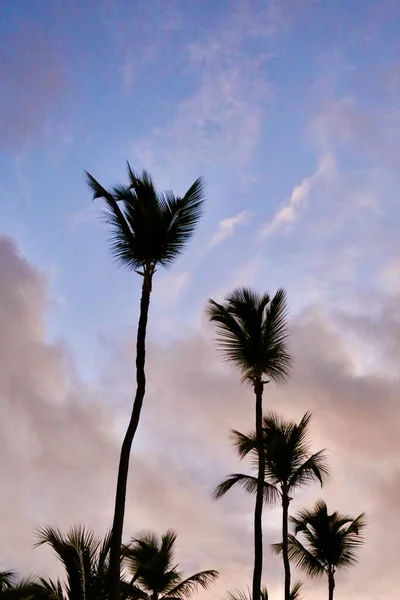 Листья Ветви Пальм Фоне Рассвета Голубого Неба — стоковое фото
