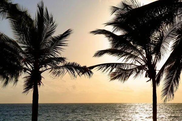 Palm Tress Sunrise Background — Stock Photo, Image