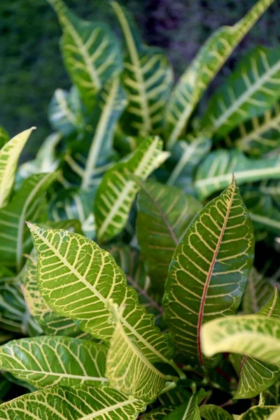 Tanaman Tropis Dengan Daun Yang Berbeda Dan Warna Hijau — Stok Foto