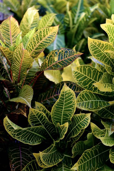 tropical plants with leaves of different and green colors