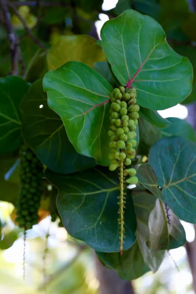 Tropische Pflanzen Mit Blättern Verschiedenen Und Grünen Farben — Stockfoto