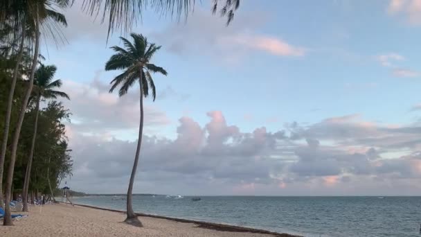 Palm Tree Beach Seaside Background — Stock Video