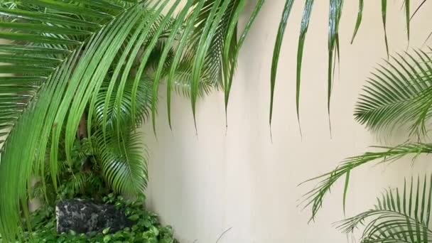 Palm Leaves Rain Tropical Resort — Stock Video