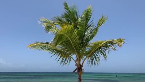 Пальма Пляже Фоне Океана Тропических — стоковое видео