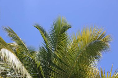 Arka planda palmiye yaprakları 